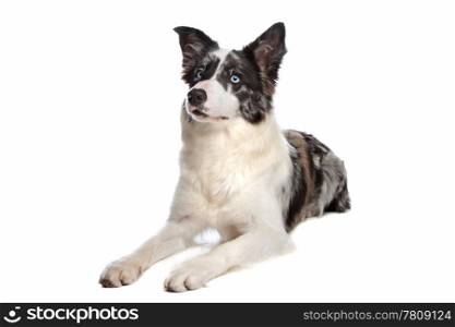Border Collie sheepdog. Border Collie sheepdog in front of a white background