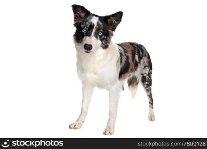 Border Collie sheepdog. Border Collie sheepdog in front of a white background