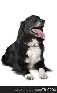 Border collie sheepdog. Border collie sheepdog in front of a white background