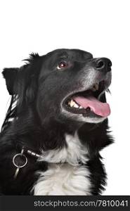 Border collie sheepdog. Border collie sheepdog in front of a white background