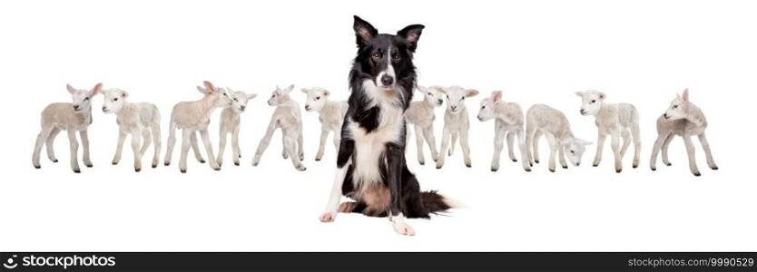Border collie sheepdog sitting in front of twelve little lambs isolated on a white background. Border collie sheepdog sitting in front of twelve little lambs
