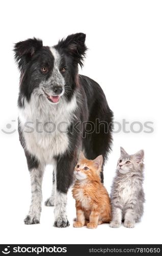 Border collie sheepdog standing next to two kittens.