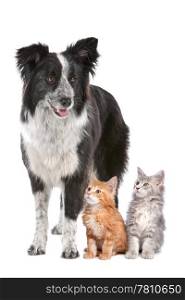 Border collie sheepdog standing next to two kittens.