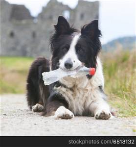 Border collie sheepdog waiting with a plastic bottle
