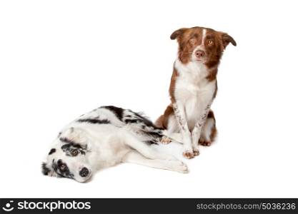 Border Collie. two Border Collie sheep dogs on a white background