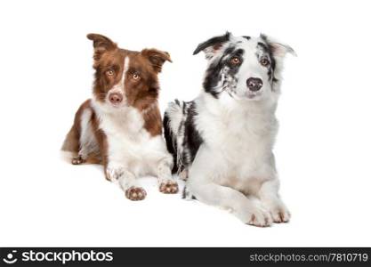 Border Collie. two Border Collie sheep dogs on a white background