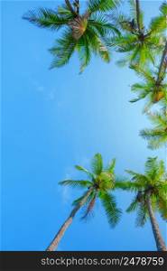Border composition of palm trees with coconuts over blue sky with copy space place for text