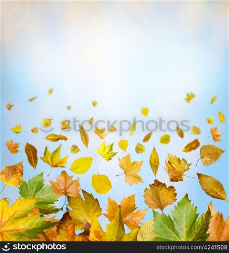 Border of autumn leaves.Blue sky copy space