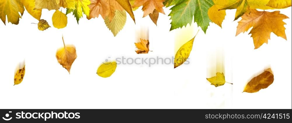Border of autumn leaves.White isolated copy space.