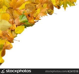 Border of autumn leaves.White isolated copy space.