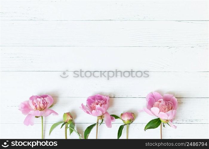 Border of Beautiful pink and white peony flowers on bright wooden backgroundwith copy space for your text top view and flat lay style.. Border of Beautiful pink and white peony flowers on bright wooden backgroundwith copy space for your text top view and flat lay style