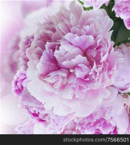 border of blooming pink peonies close up isolated on white background. pink peonies border