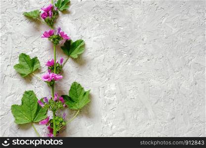Border of branch with purple flowers and green leaves on gray stone background with copy space for text. Top view Flat lay Template for your design, invitation, postcard.. Border of branch with purple flowers and green leaves on gray stone background with copy space for text. Top view Flat lay Template for your design, invitation, postcard
