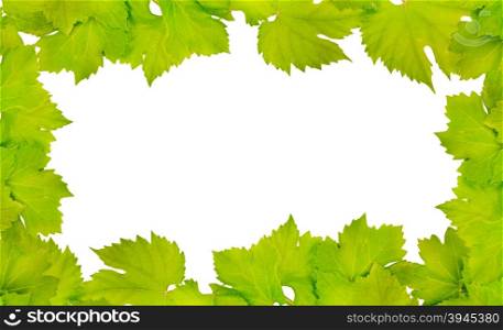 Border of fresh grape leaves isolated on white