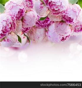 border of fresh pink peonies on white background