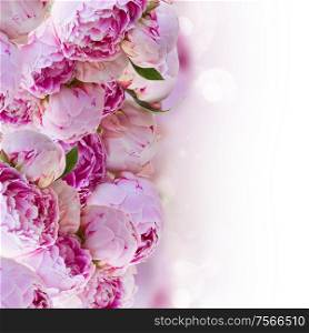border of fresh pink peonies over white background. border of pink peonies