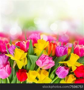 border of fresh pink, purple and red tulips and daffodils isolated on garden bokeh background. bouquet of tulips and daffodils