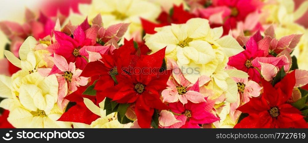border of fresh poinsettia flowers or christmas star banner. frame of pink poinsettia flower or christmas star