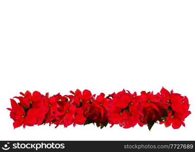 border of fresh scarlet poinsettia flower or christmas star on a white background, copy space. scarlet poinsettia flower or christmas star