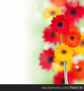 border of garden herbera flowersr isolated on white background