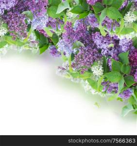 Border of Lilac flowers on white background. Border of Lilac flowers