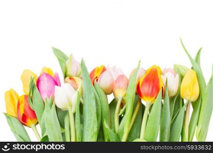 border of multicolored fresh tulip flowers isolated on white background. border of multicolored tulip flowers in white pot