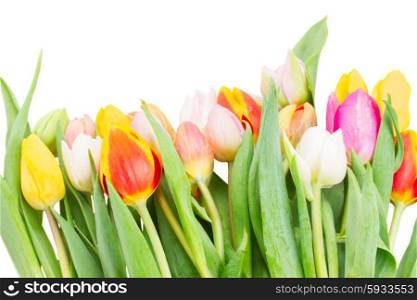 border of multicolored tulip flowers isolated on white background. border of multicolored tulip flowers in white pot