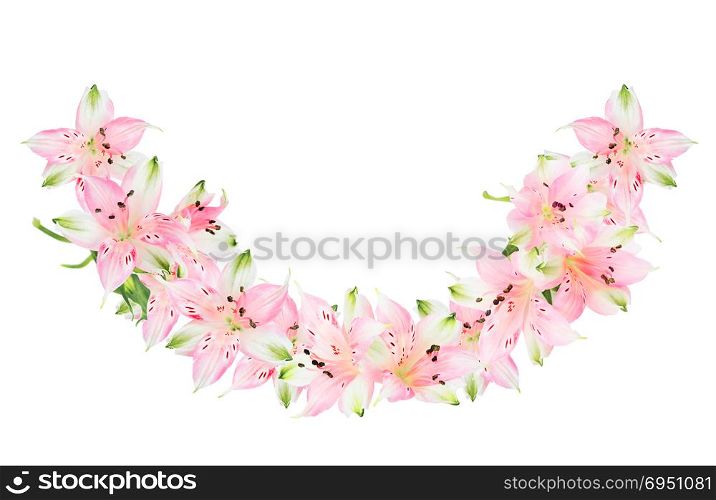 Border of pink Alstroemeria flowers isolated on white background