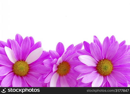 Border of pink flowers close up on white background