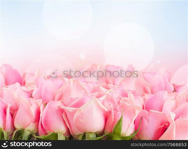 border of pink garden roses on blue sky background. border of pink garden roses