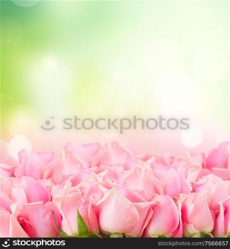 border of pink garden roses on green sky background. border of pink garden roses