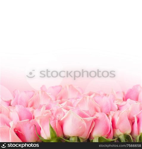 border of pink garden roses on white background