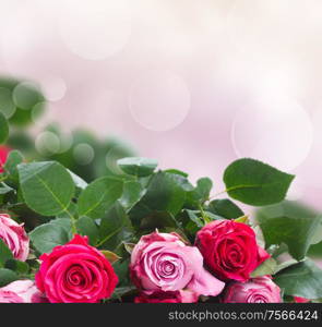 border of pink rose flowers on pink bokeh background. border of pink flowers