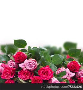 border of pink rose flowers on white background. border of pink flowers