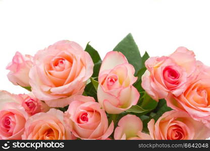 border  of pink  roses  isolated on white background. bouquet of fresh roses