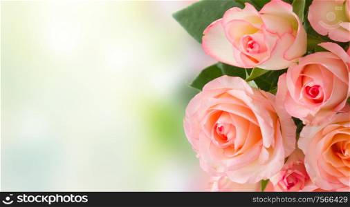 border of pink roses over garden bokeh background banner. bouquet of fresh roses