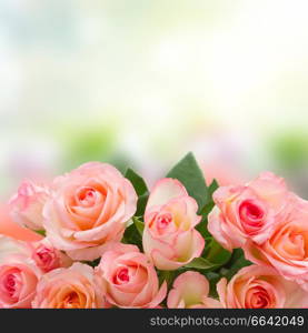 border of pink roses over garden bokeh background. bouquet of fresh roses