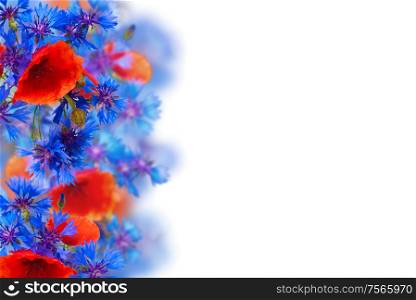 border of poppy and corn flowers on white background
