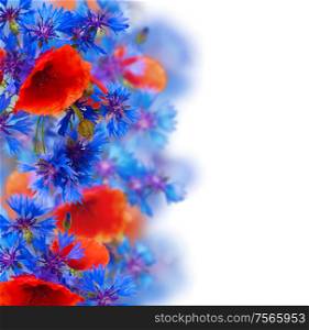 border of poppy and corn flowers on white background. field flowers border on white