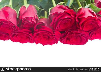 Border of red roses . Border of red vivd roses isolated on white background