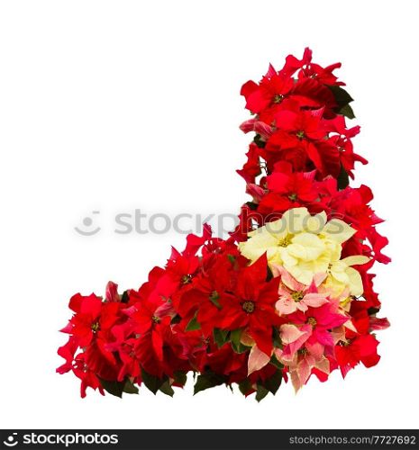 border of scarlet, pink and white poinsettia flower or christmas star on a white background. scarlet poinsettia flower or christmas star