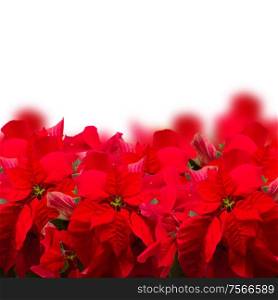 border of scarlet poinsettia flower or christmas star on a white background . scarlet poinsettia flower or christmas star