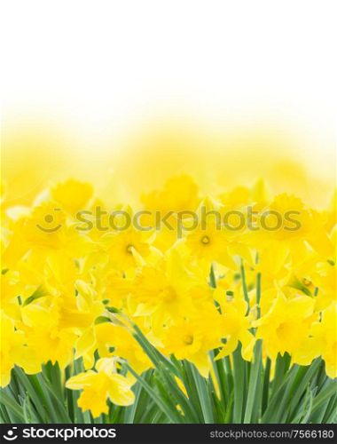 border of spring narcissus in garden on white background. spring narcissus on white