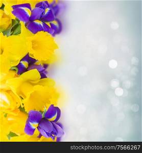 border of spring yellow daffodil and blue iris flowers on blue bokeh background with copy space. yellow daffodil and blue iris flowers