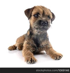 border terrier in front of white background