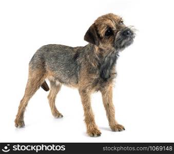 border terrier in front of white background