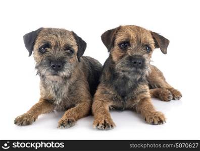 border terriers in front of white background