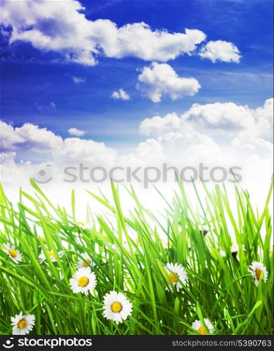 border with grass and flowers over sky background