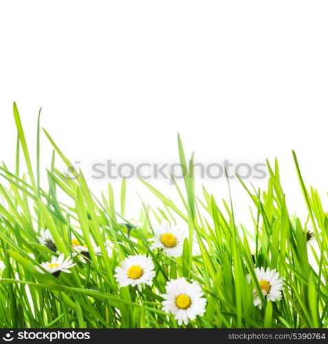 border with green grass and daisy flowers for spring design