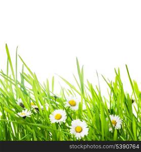 border with green grass and daisy flowers for spring design